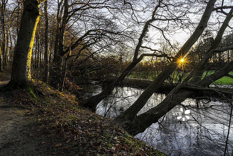 日落时分丹麦欧登塞森林里的树木图片素材