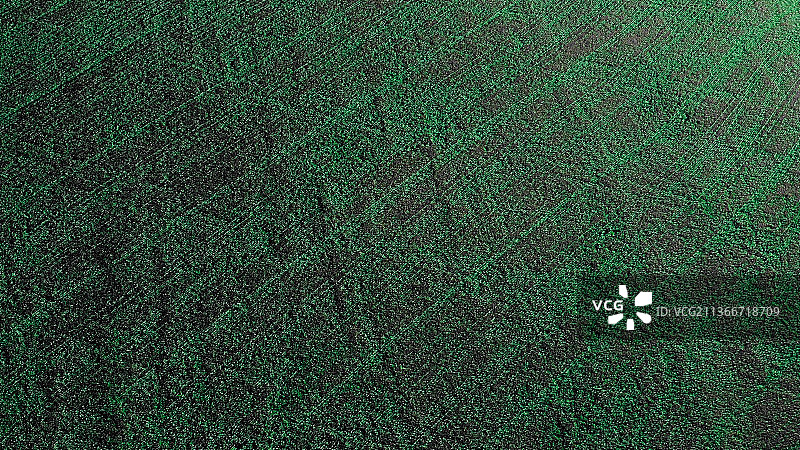 俄罗斯西伯利亚的幼小麦，足球场全景图片素材