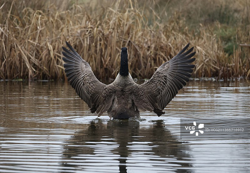 鹅展开翅膀，加拿大鹅飞过湖面的特写图片素材