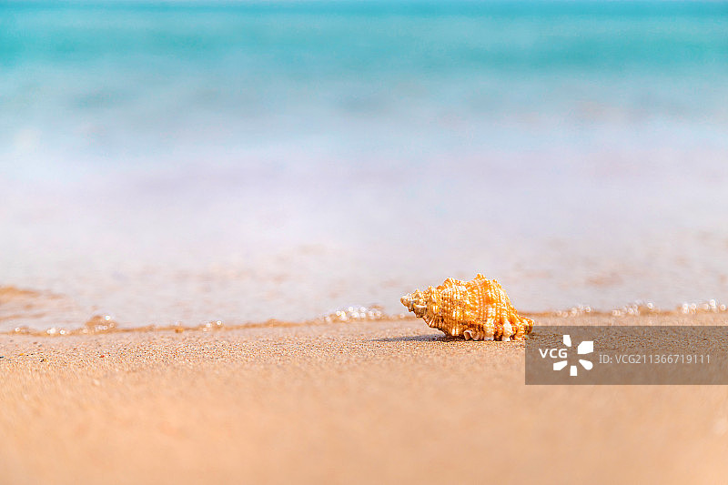 海边的美丽贝壳，选择性聚焦图片素材