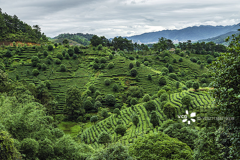 广西昭平茶园图片素材