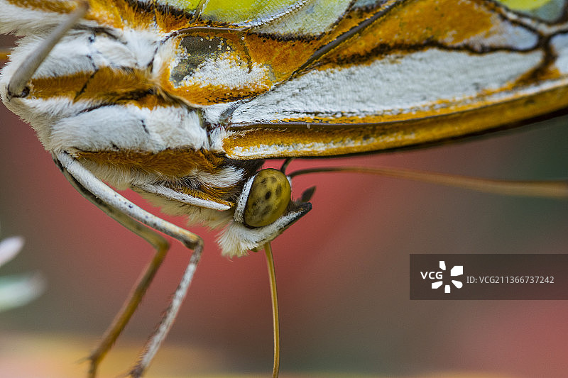 翠绿凤蝶，叶子上昆虫的特写图片素材