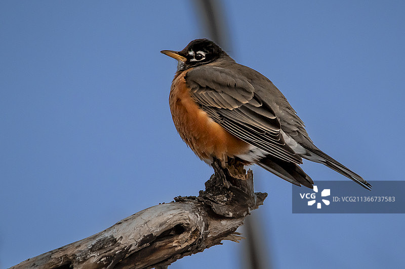 加拿大多伦多渥太华，栖息在树枝上的美洲知更鸟特写图片素材