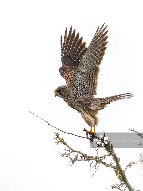 起飞，在英国利明顿拍摄的掠食鹰的低角度视图图片素材