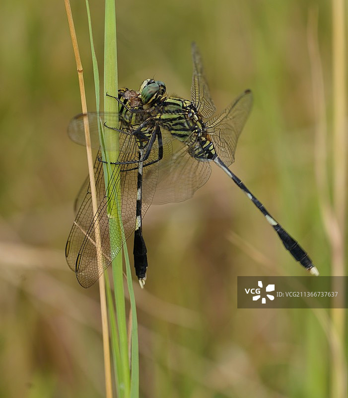 植物上的蜻蜓特写图片素材