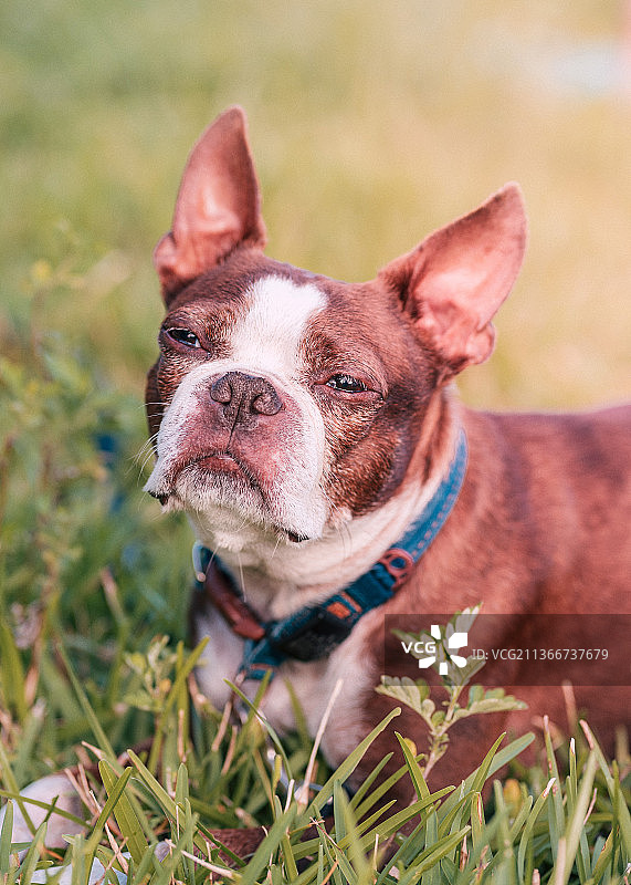 田野上的狗特写，田野上的波士顿梗犬特写图片素材