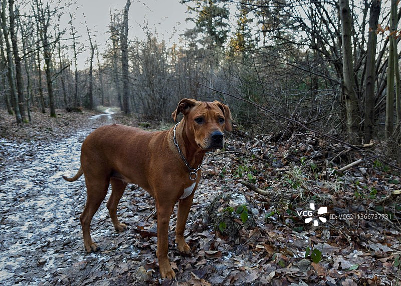 站在森林中的狗的肖像，站在森林中的纯种狗的肖像图片素材