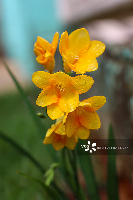 巴西圣卡塔琳娜州盛开的黄色香雪兰图片素材