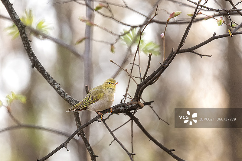 柳莺，栖息在树枝上的鸣禽特写，俄罗斯图片素材