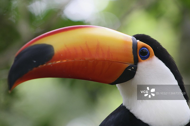 巨嘴鸟特写图片素材