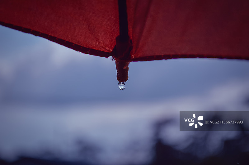 雨季仰视雨伞与天空下的花蕾图片素材