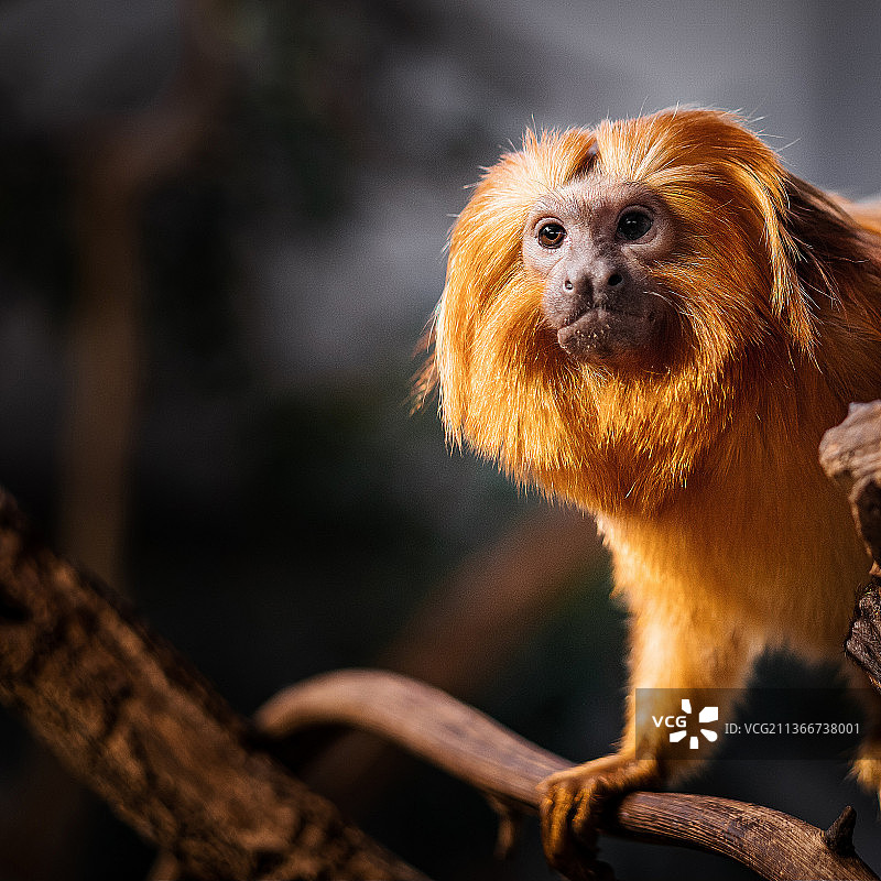 动物园里的金色狮子绢毛猴特写，瑞士图片素材