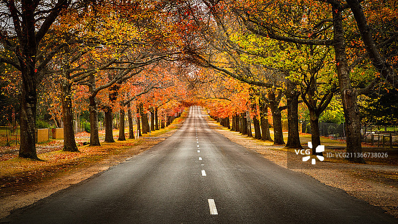 秋色，澳大利亚维多利亚州马其顿秋季树木公路图片素材