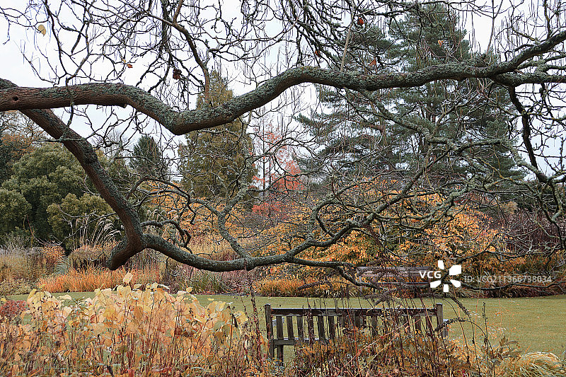 RHS哈洛卡花园秋季公园树木图片素材