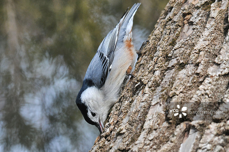 白胸Nuthatch鸟，一只椋鸟喂食幼鸟，美国图片素材
