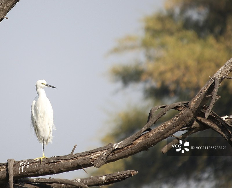 低角度拍摄：苍鹭栖息于树枝图片素材