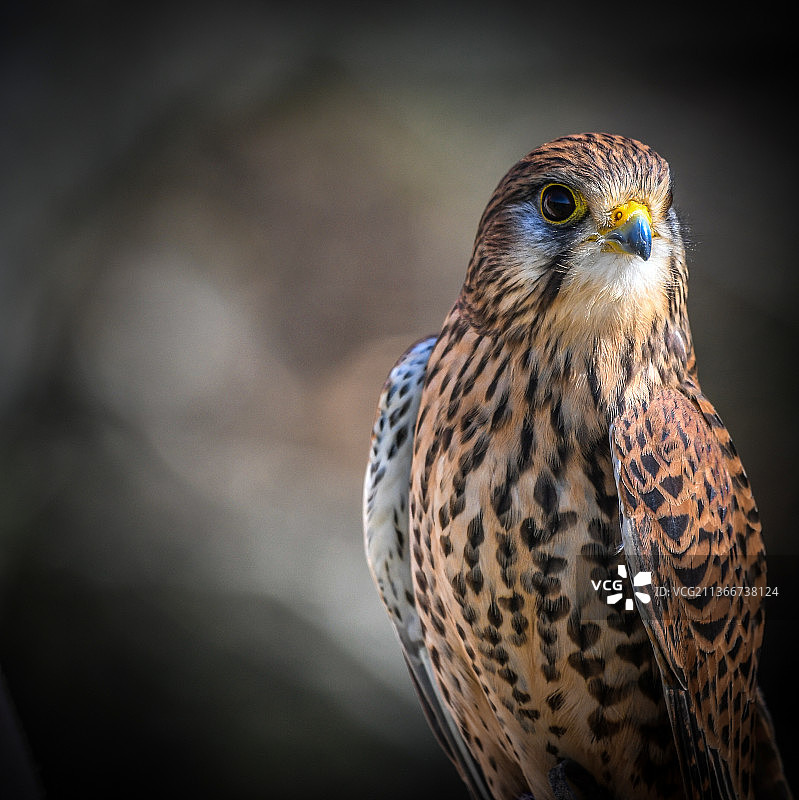 老鹰的特写，安多弗，英国图片素材
