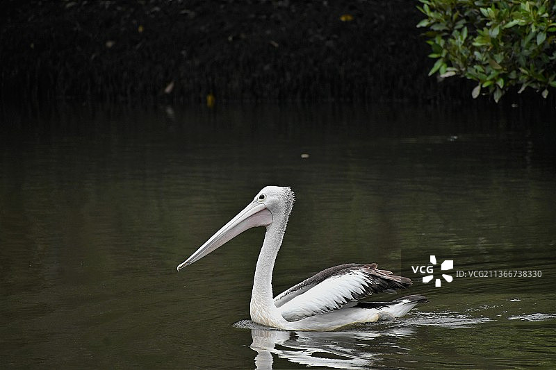 澳洲鹈鹕，苍鹭的侧面图片素材