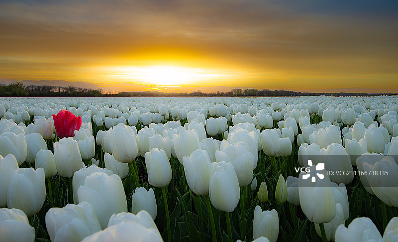 日落时分荷兰海洛的白色郁金香花田特写图片素材