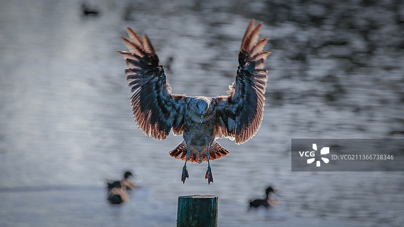 飞鸟掠过湖面的特写图片素材