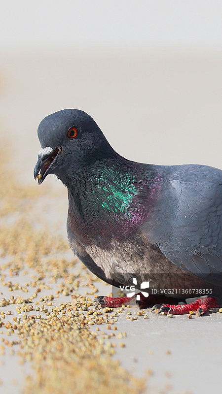 饥饿的鸽子，栖息在沙滩上的鸽子特写图片素材