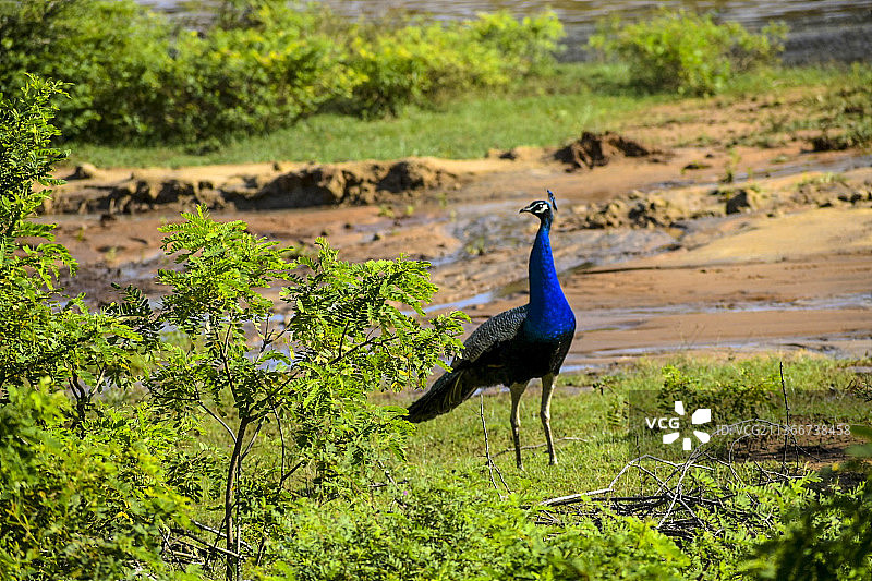 斯里兰卡亚拉国家公园草地上栖息的孔雀侧面图片素材
