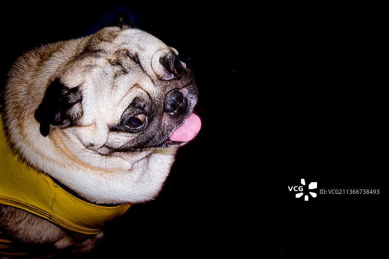 黑色背景上看着镜头的可爱小狗摄影棚拍摄图片素材