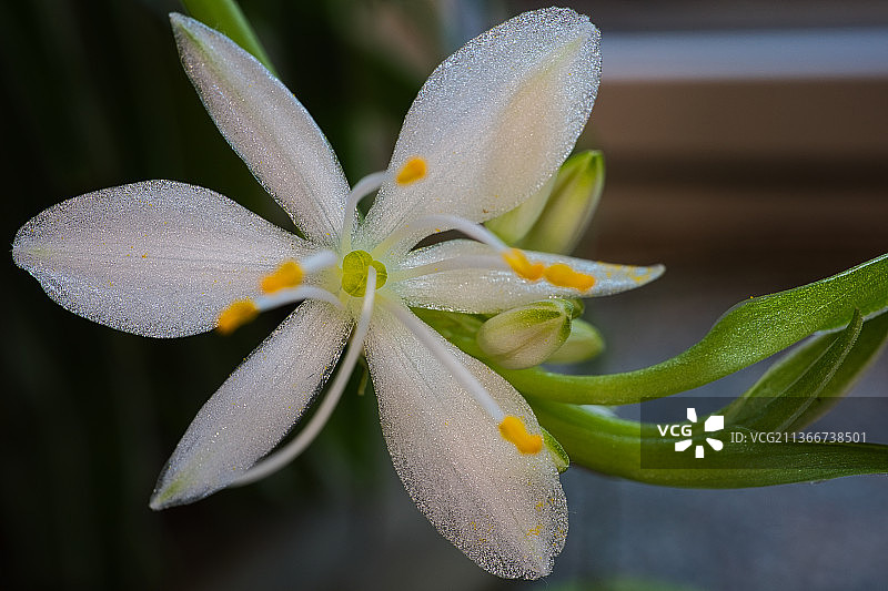 吊兰花朵特写图片素材