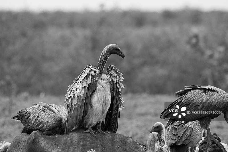 克鲁格国家公园岩石上的鸟类特写图片素材