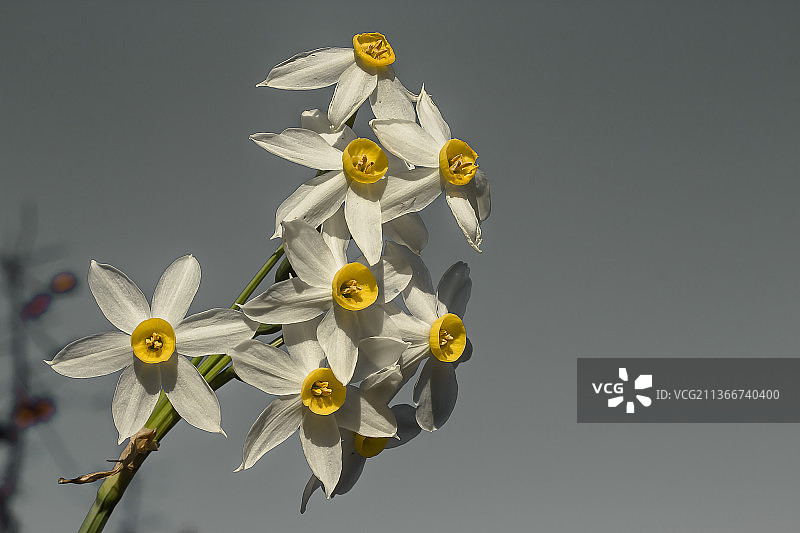 仰视角度拍摄的土耳其白色开花植物，背景是晴朗的天空图片素材