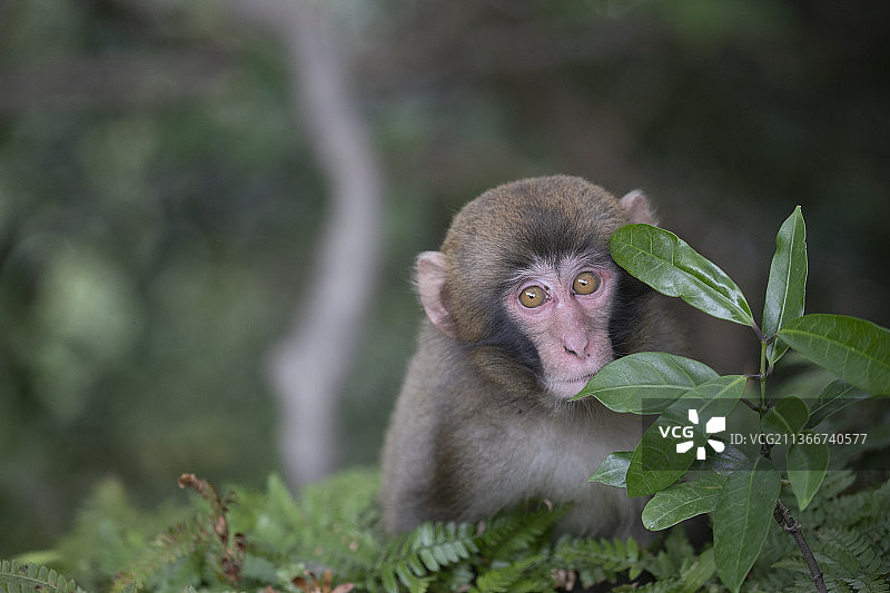 坐在树上的猕猴肖像图片素材