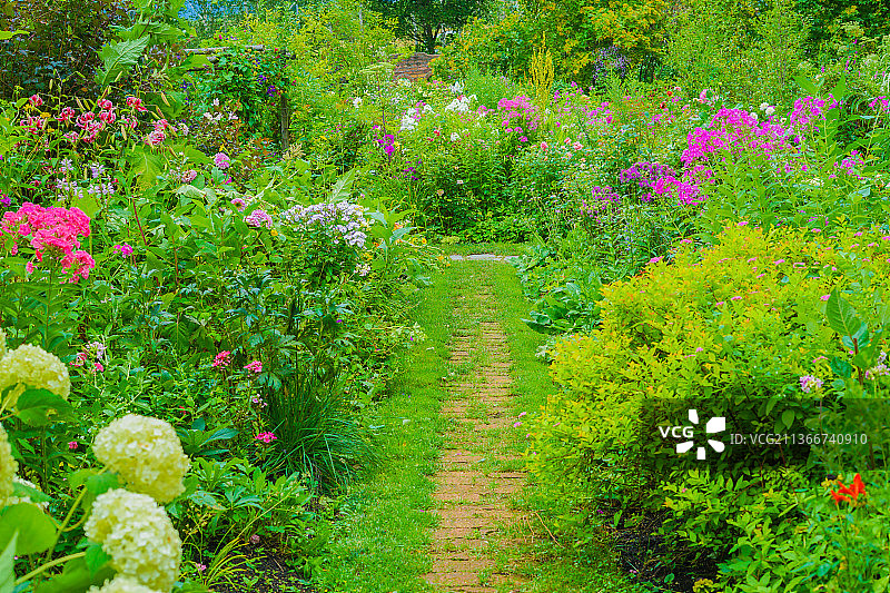 鲜花盛开的道路，田野上的植物景观图片素材