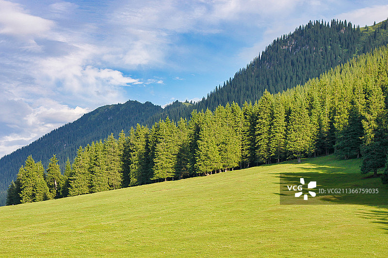 新疆巩乃斯林场图片素材