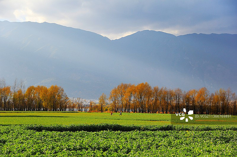 绿色的田野图片素材