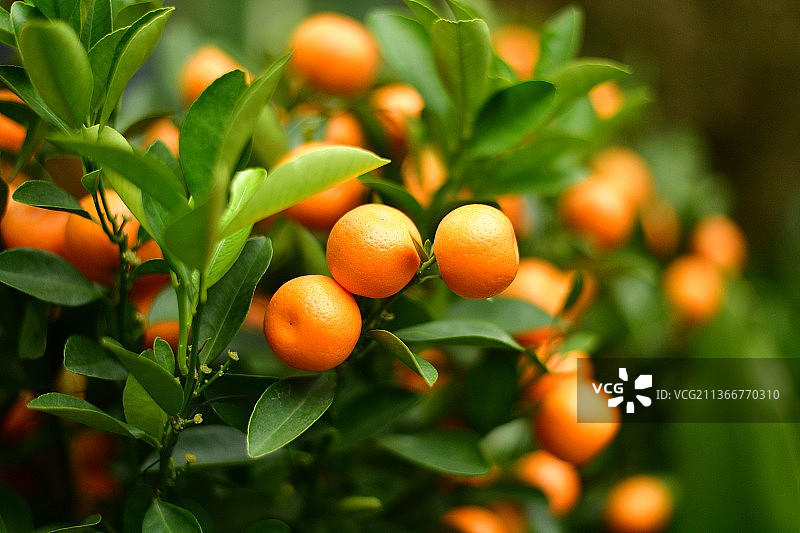 橙黄橘绿图片素材