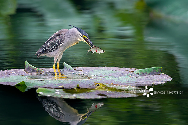 绿鹭的大餐图片素材