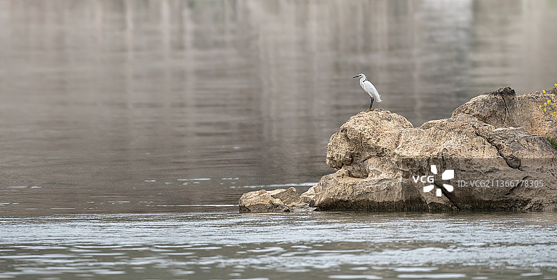 白鹭狩猎图图片素材