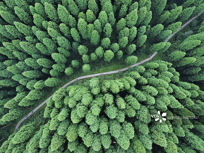 林间林间公路的高角度视野图片素材