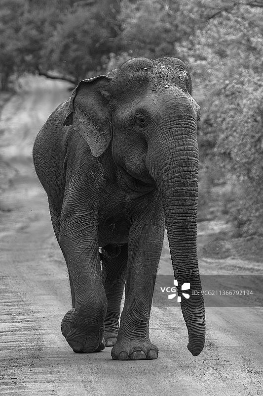 斯里兰卡雅拉国家公园的斯里兰卡象图片素材