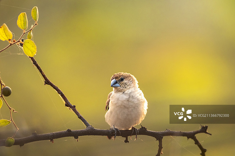 鸟鸣鸟栖息在树枝上的特写图片素材