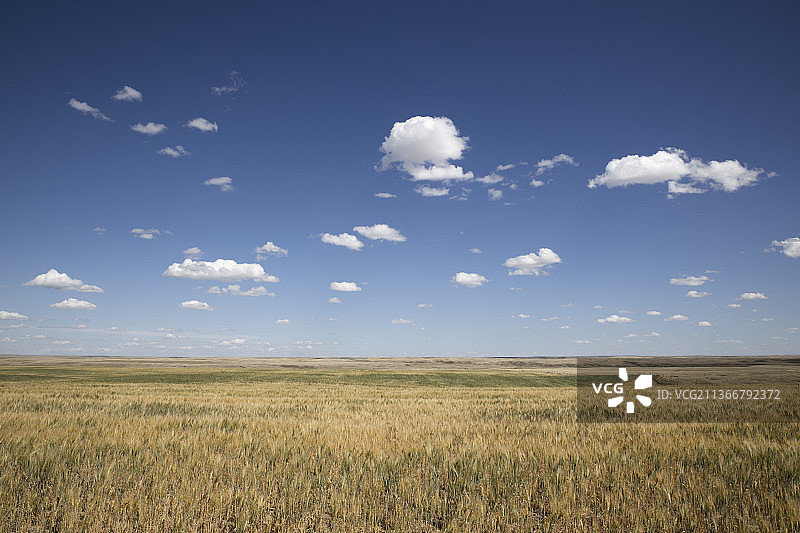 加拿大萨斯喀彻温省的谷物田野图片素材