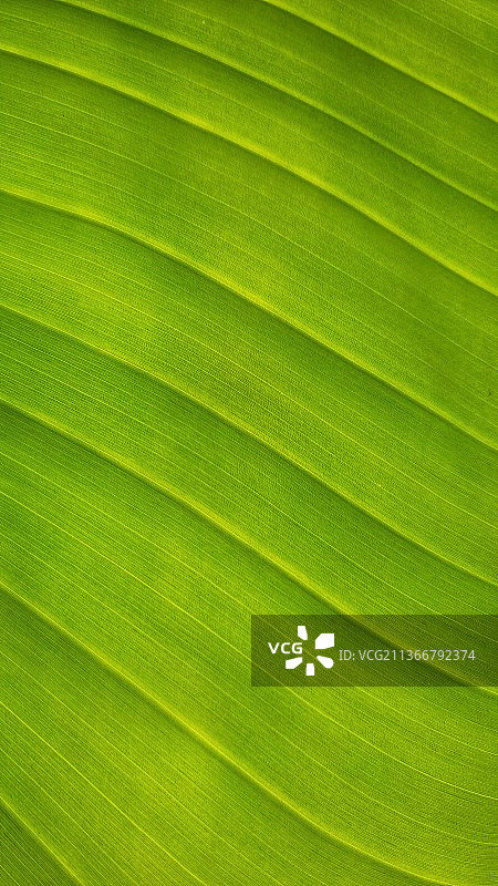 绿叶全景照片图片素材