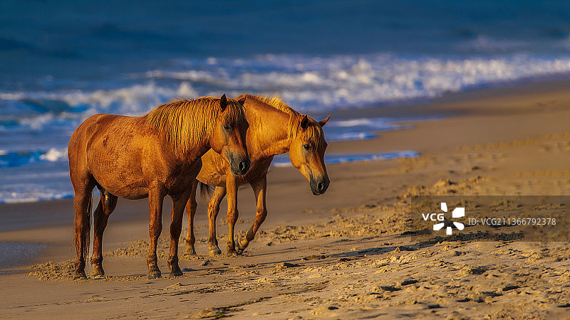 日出下的两匹马图片素材