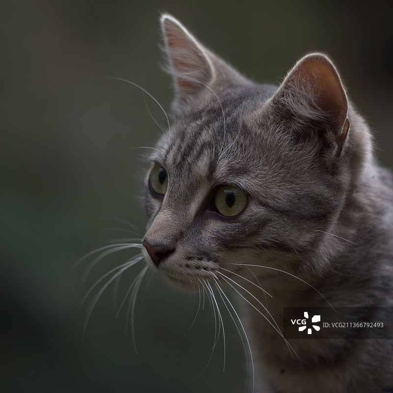 猫看向别处的特写镜头图片素材