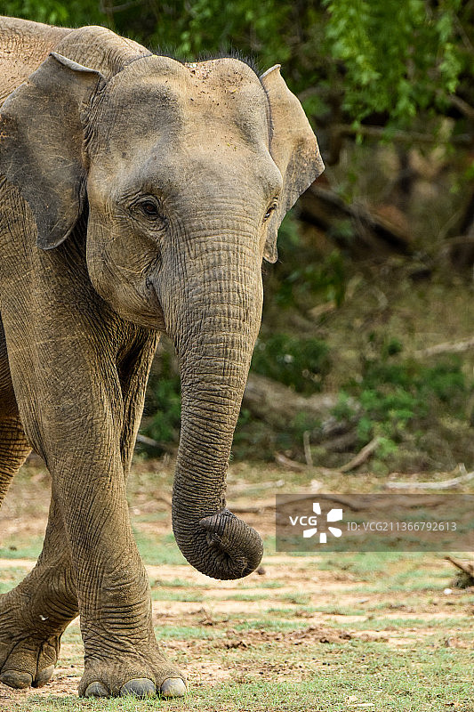 斯里兰卡雅拉国家公园里行走中的印度亚洲象图片素材