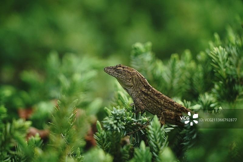 小憩时光，植物上的蜥蜴特写图片素材