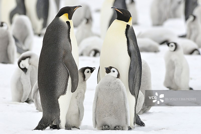 让我们来谈谈，雪原上的企鹅图片素材
