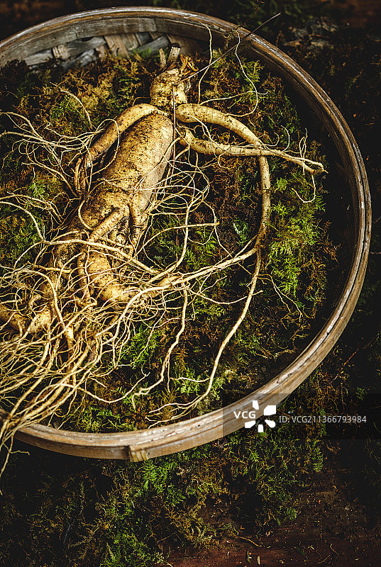 鲜人参图片素材