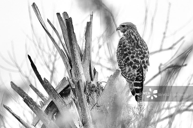 红肩鹰：低角度观赏栖息在光秃树上的猛禽图片素材