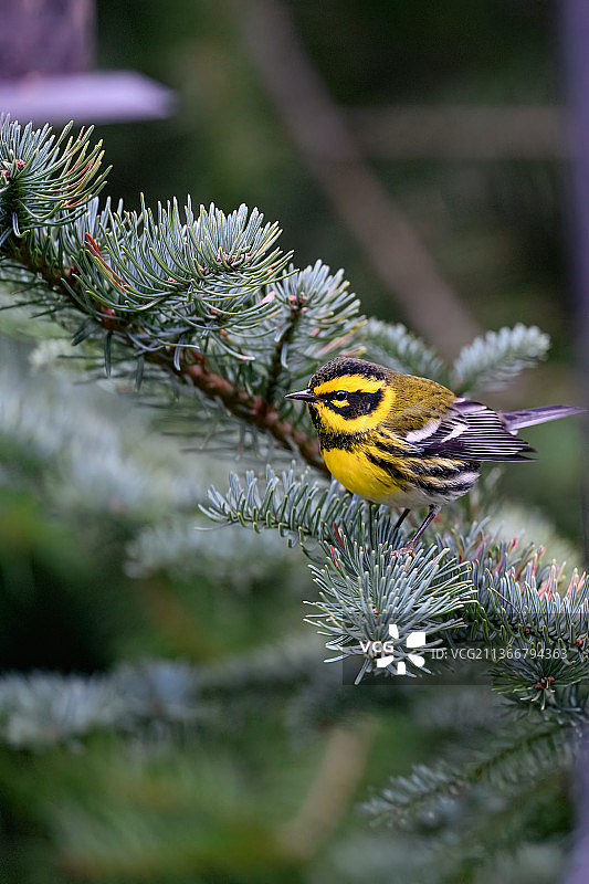 栖息在树枝上的鸣啭雀特写，美国华盛顿州邦尼湖图片素材